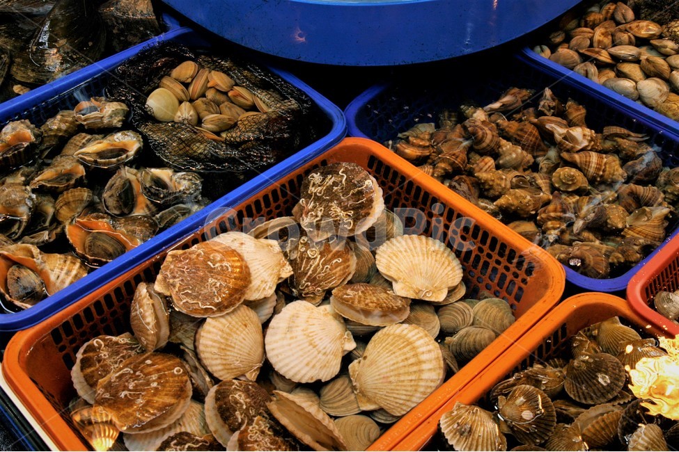 수산시장,조개류,소라,조개,해산물,시장,마트,마켓,market,mart,market place,음식,식재료,요리,food,cook,meal,dishes,food reserves,수산물,해산물,fishery products,seafood