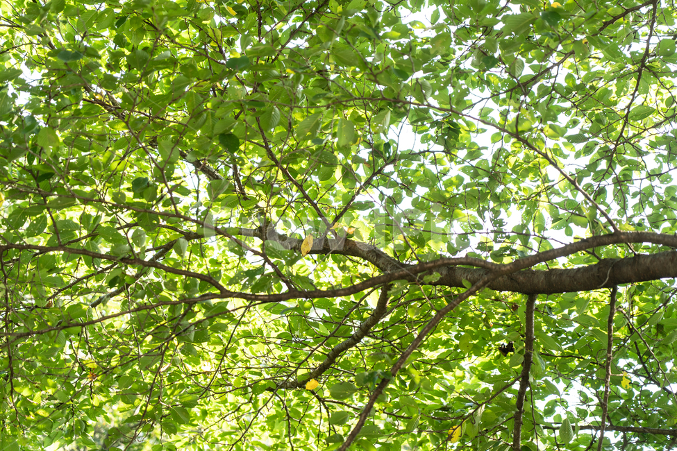 나무,나뭇잎,초록,green,tree,식물,자연,plants,nature