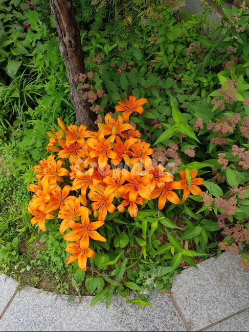 주황색꽃,화단,주황백합,나리꽃,꽃,식물,자연,plants,nature,꽃,flower