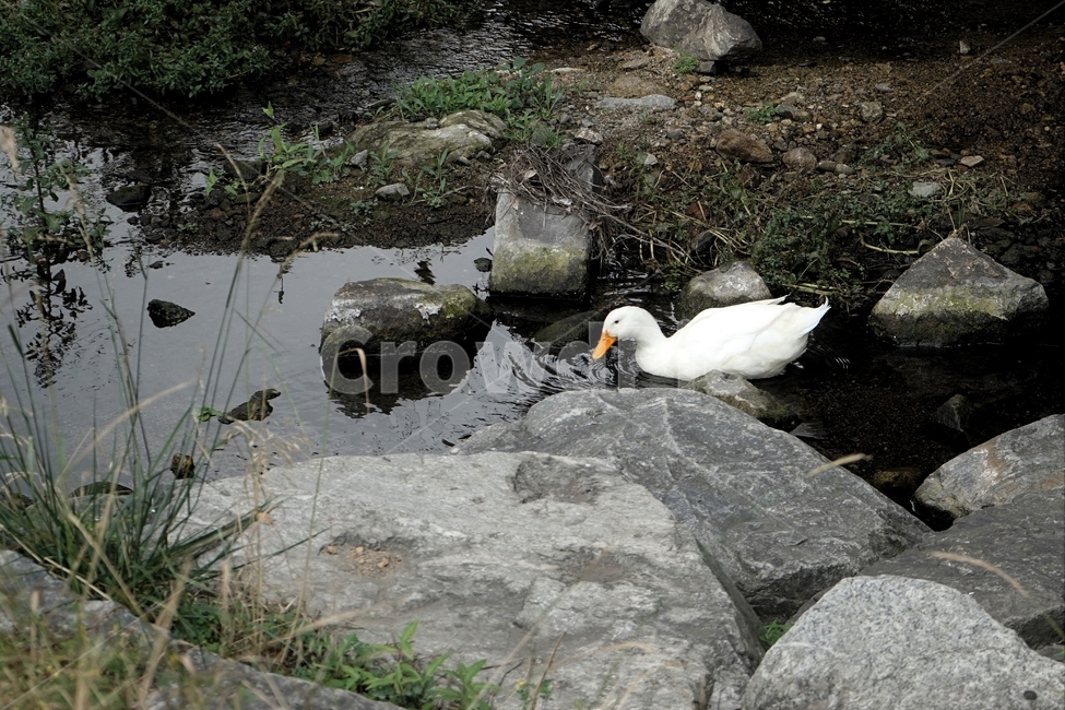 오리,흰오리,조류,하천,바위,생물,duck,bird,stream,rock,life,white,동물,animal,조류,새,birds