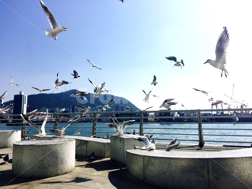 갈매기,바다,하늘,구름,자연,동물,animal,조류,새,birds