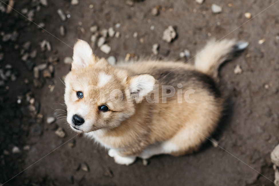 멍멍이,강아지,댕댕이,dog,똥개,귀여운,동물,아기강아지,개,동물,animal,포유류,mammal,개,강아지,dog,doggy