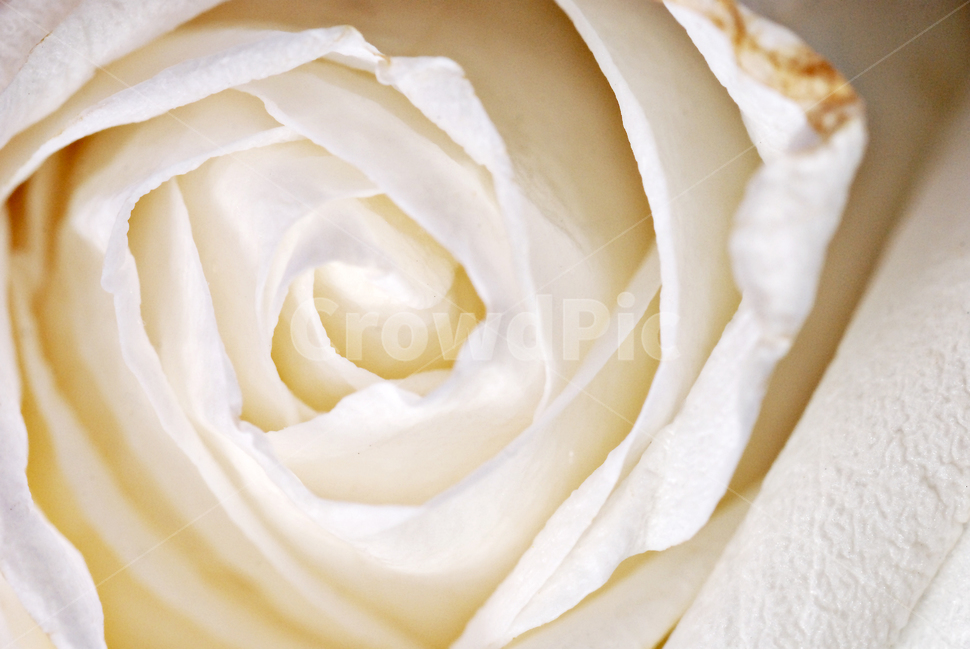 꽃,텍스쳐,텍스타일,스킨,자연,식물,자연,plants,nature,꽃,flower