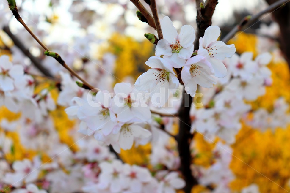 봄,꽃,봄꽃,벚꽃,나무,벚나무,식물,자연,플라워,생화,봄날,flower,cherryblossome,spring