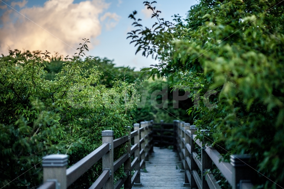 제주,한라산,1100,생태습지,공원,제주도,자연,풍경,길,자연,풍경,nature,landscape,railing,난간,bridge,다리,boardwalk,산책로,building,건물,banister,handrail