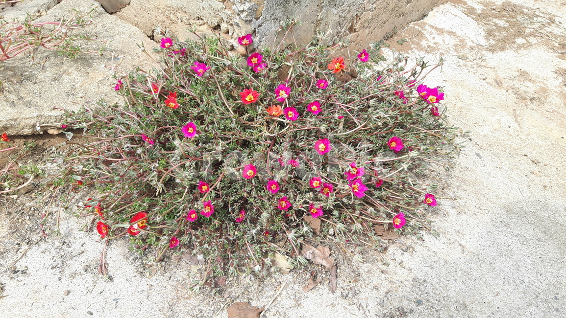 grass,front yard chasseurs,wild flowers,Chassis flowers,flowers blooming on rocks,small flowers