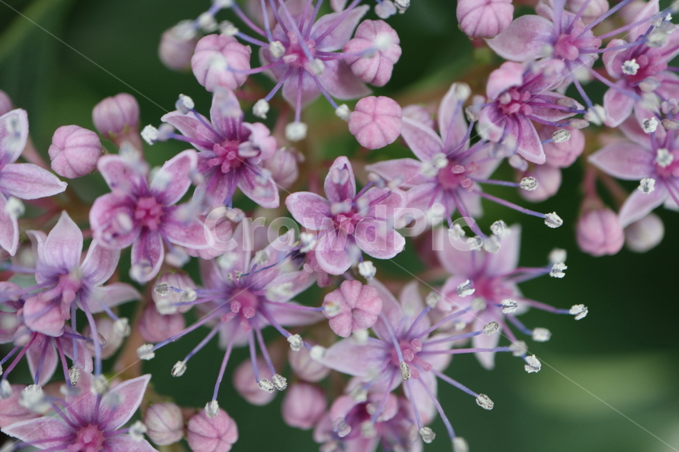 plant,식물,flower,꽃,blossom,아스페라,아스페라수국,hydrangeaaspera,핫초콜릿,hotchocolate,수국,목수국,범의귀과
