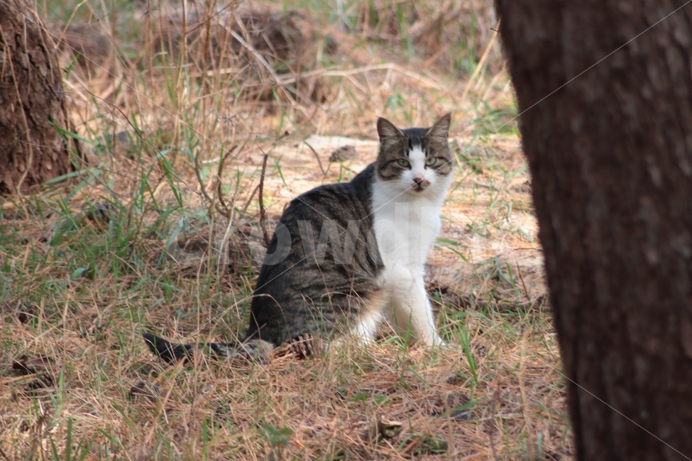 고양이,길고양이,동물,포유류,야옹이,자연,길냥이,야생,동물,animal,포유류,mammal,고양이,cat,kitten,kitty