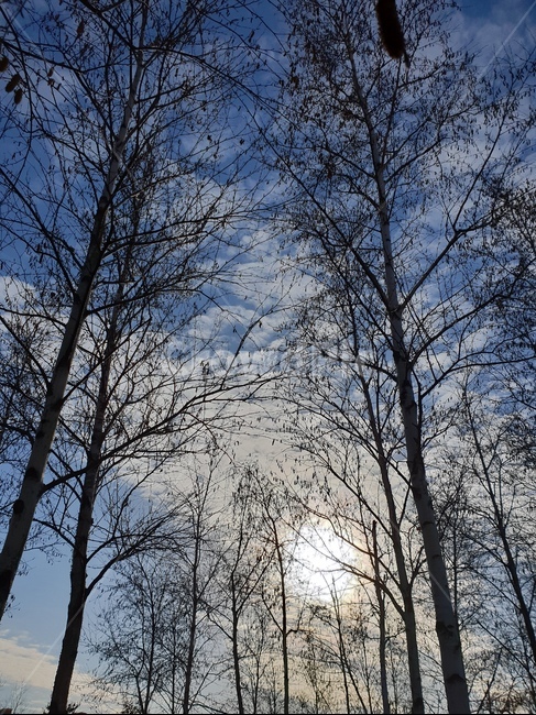 자작나무,겨울,풍경,파랑,하늘,tree,나무,plant,식물