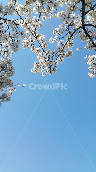 벚꽃,꽃,자연,봄,하늘,봄,계절,spring,season,plant,식물,blossom,cherry blossom,flower