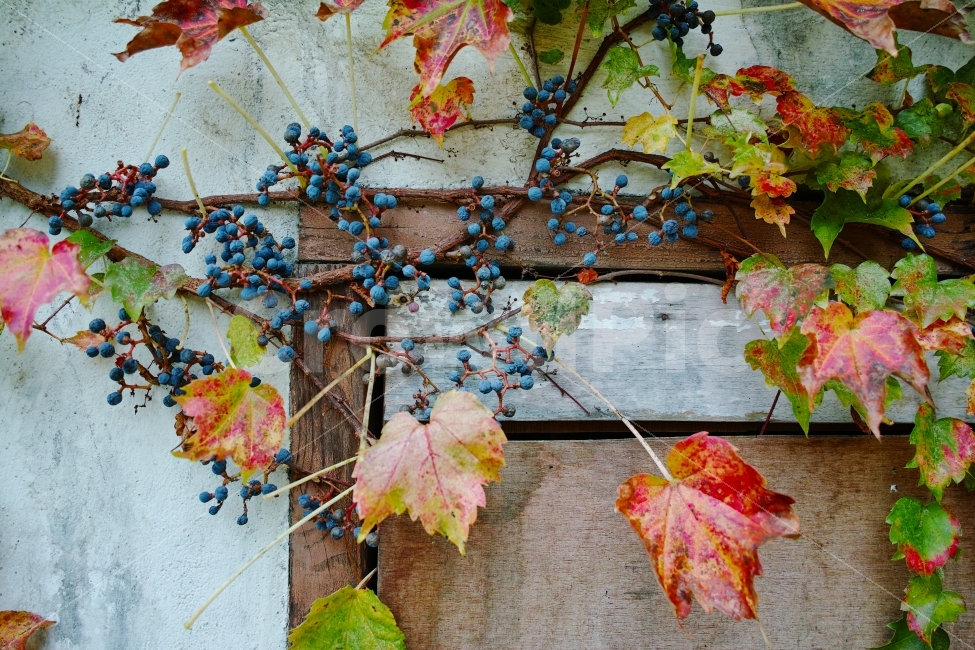 가을,아이비,담쟁이,담넝쿨,시골집문,수확,추석,낙엽,식물,자연,plants,nature,가을,계절,fall,autumn,season,plant,leaf,잎,tree,나무,maple leaf,단풍잎,maple,단풍