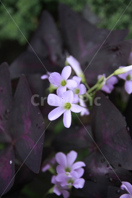 꽃,꽃배경,사랑,섬김,헌신,용기,스마트폰배경,식물,자연,plants,nature,꽃,flower