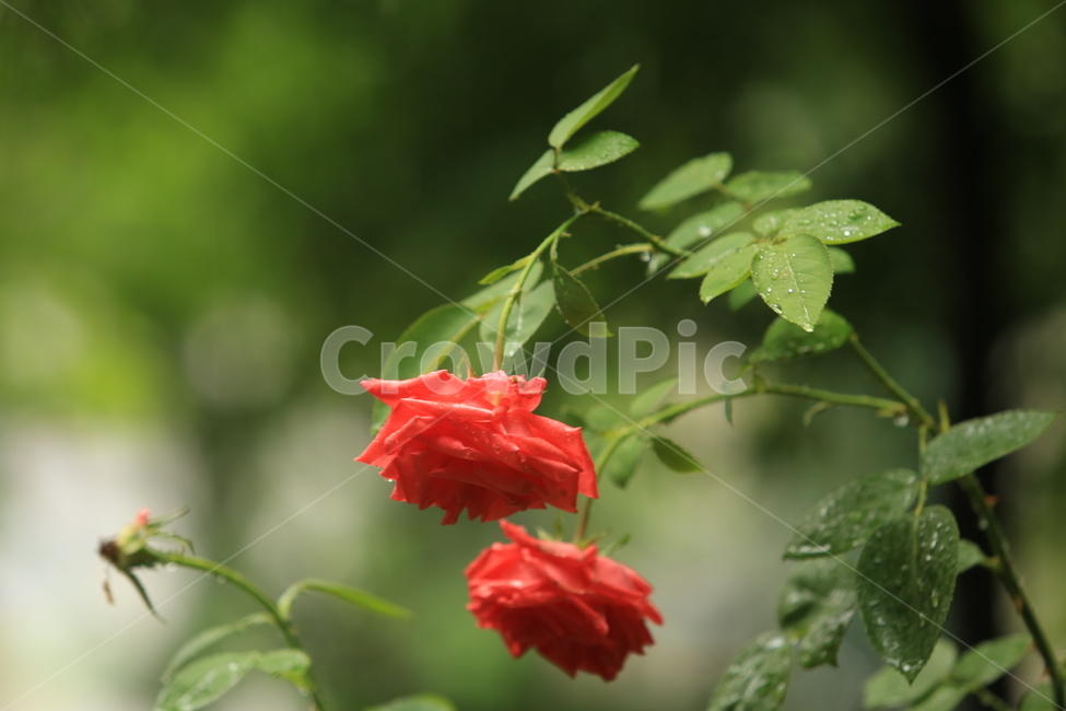 비,소경,풍경,비오는날,비오는소경,rain,식물,자연,plants,nature,꽃,flower,비,비오는날,rain,rainy