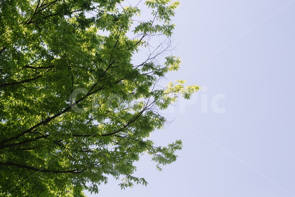 하늘,파란,나무,초록,여름,sky,tree,날씨,식물,일상,풍경,식물,자연,plants,nature