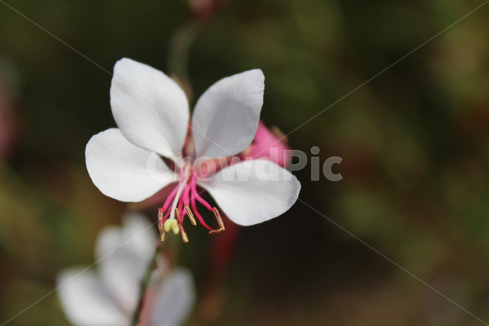 blossom,꽃,plant,식물,flower,식물,자연,plants,nature,꽃,flower