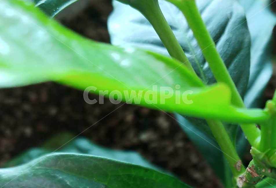 plant,식물,잎,leaf,화초,파릇파릇한,식물,자연,plants,nature