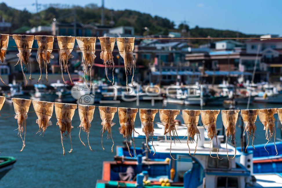 오징어,마른오징어,동해바다,바다,건조오징어,파란색,방파재,오징어건조,squid,해산물,바닷가,수산물,건조,파란하늘,가을,driedsquid,blue,하늘
