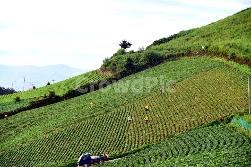 nature,자연,옥외,농장,farm,countryside,rural,농촌,field,들,시골,산업,industry,industrial,농업,농사,agriculture,farming,farming industry