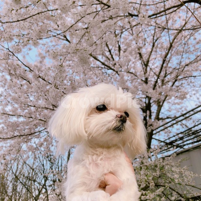 강아지,봄,꽃,풍경,하늘,달,해,맑은하늘,맑음,벚꽃,목련,꽃잎,나무,파란,하얀,멍멍이,꽃강아지,밝음,힐링,댕댕,동물,animal,포유류,mammal,개,강아지,dog,doggy