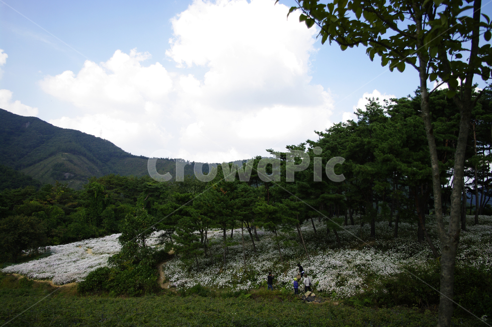 나무,숲,구절초,꽃,풍경,flower,plant,outdoors,옥외,nature,자연