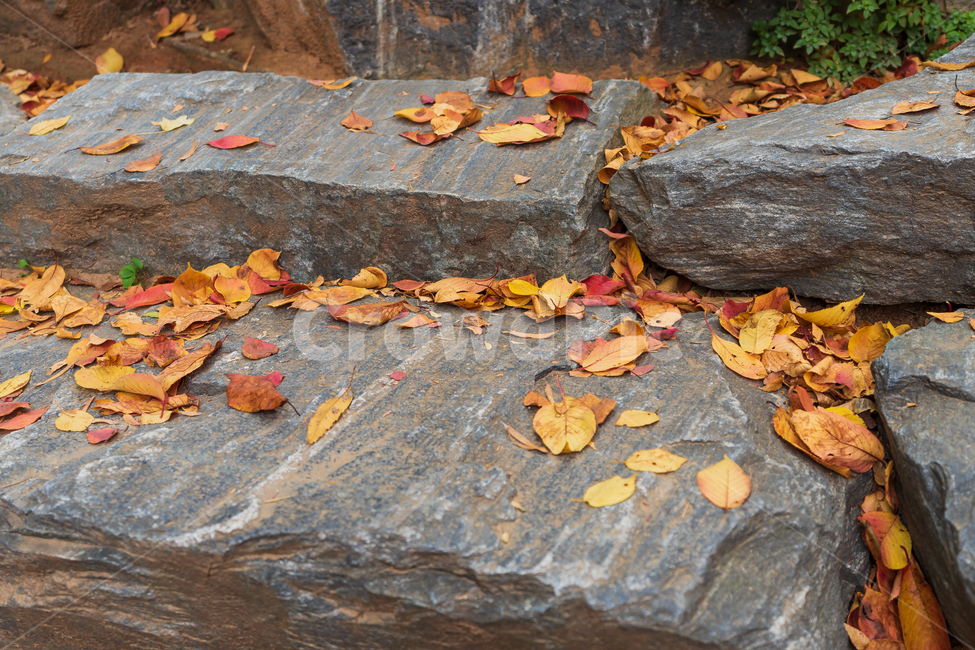 풍경,자연,가을,단풍,낙염,autumn,landscape,가을,계절,fall,autumn,season,plant,식물,leaf,잎,tree,나무