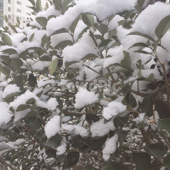 겨울,눈,풀,겨울감성,snow