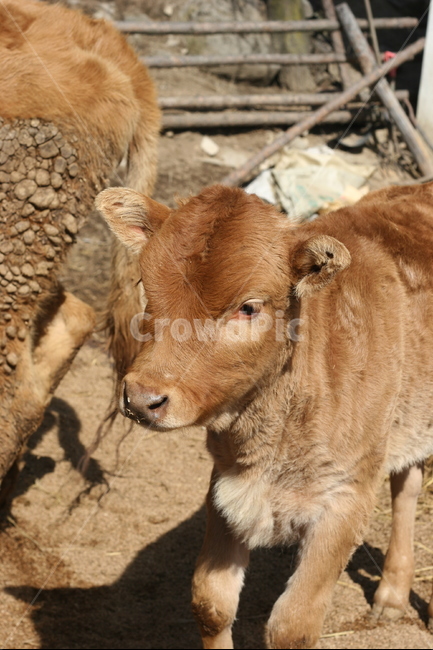 소,아기소,시골,송아지,축산,동물,animal,포유류,mammal,산업,industry,industrial,목축업,목장,livestock farming,ranching,pasture