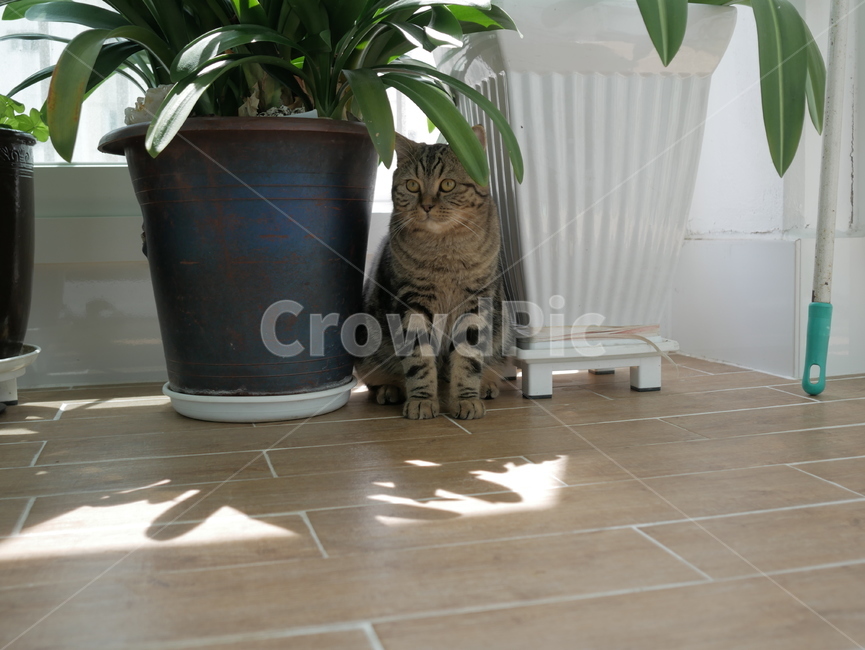 고양이,동물,얼굴,표정,개냥이,귀여운,동물,animal,포유류,mammal,고양이,cat,kitten,kitty