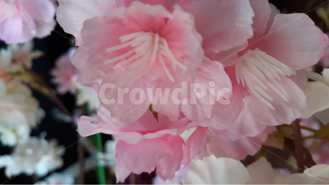 자연,예쁜꽃,꽃,봄,창작물,꽃,flower