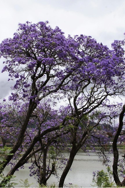 꽃,나무,보라색꽃,자카란다,flower,호수,외국풍경,자연,식물,nature,trees,green,world,wood,purple,하늘,건물,식물,자연,plants,nature,꽃,flower