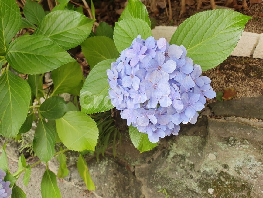 수국,보라,꽃,식물,한송이