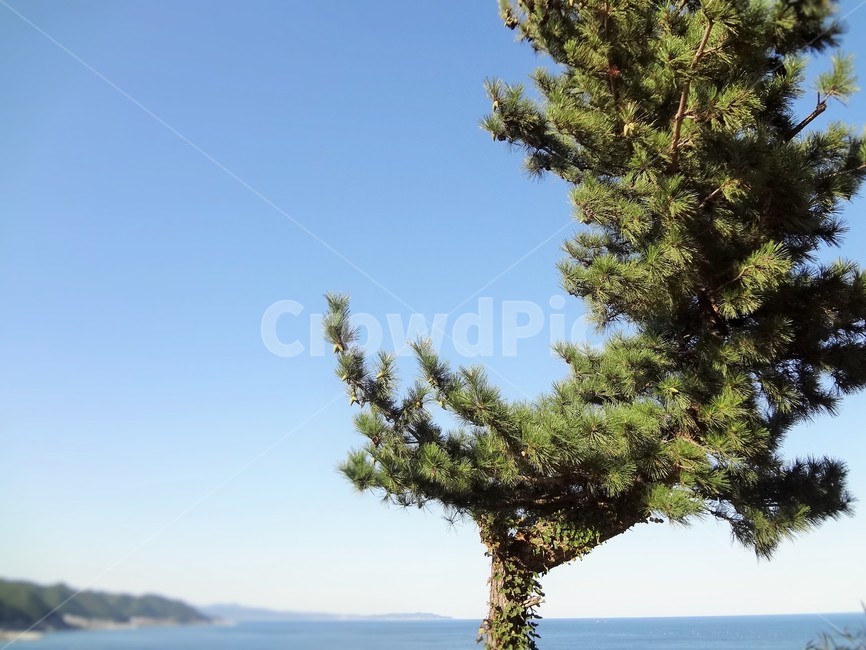 자연,나무,바다,자연풍경,바다풍경,식물,자연,plants,nature,나무,trees,wood