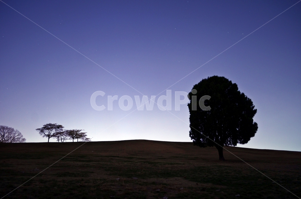 나홀로나무,나무,야경,잔디,넓은,자연,풍경,자연,풍경,nature,landscape,식물,plants,나무,trees,wood,실루엣,그림자,silhouette,shadow,plant,tree