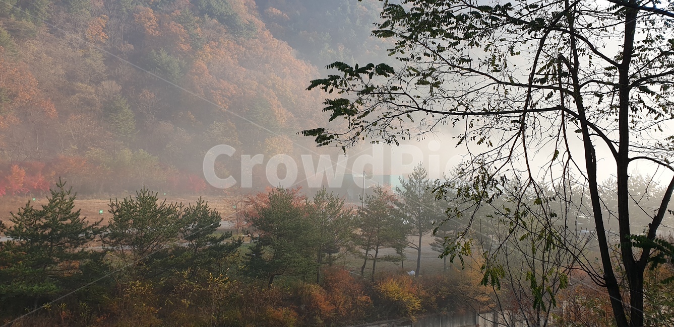 자연,산,풍경,안개,나무
