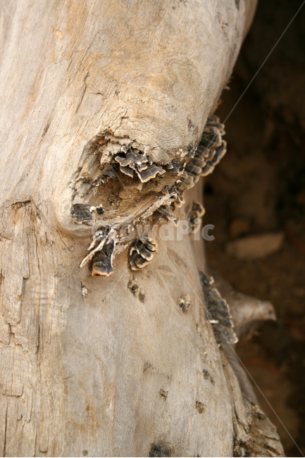 나무,tree,wood,목재,나무결,식물,자연,plants,nature,나무,trees,wood