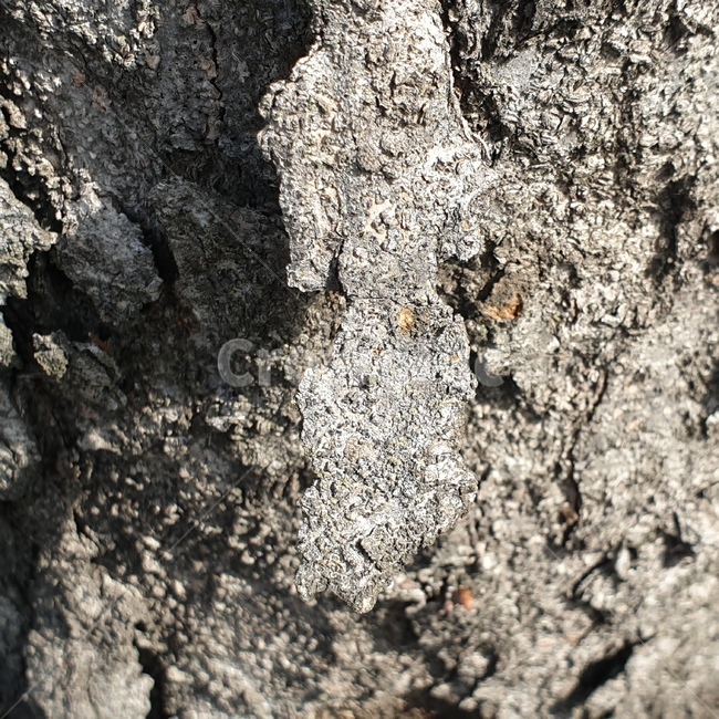 rock,록,나무,shape,tree