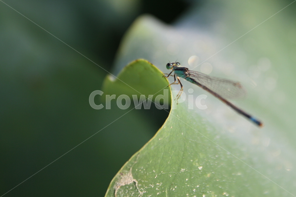잠자리,실잠자리,곤충,damselfly,동물,동물,animal,곤충,벌레,insect,bug