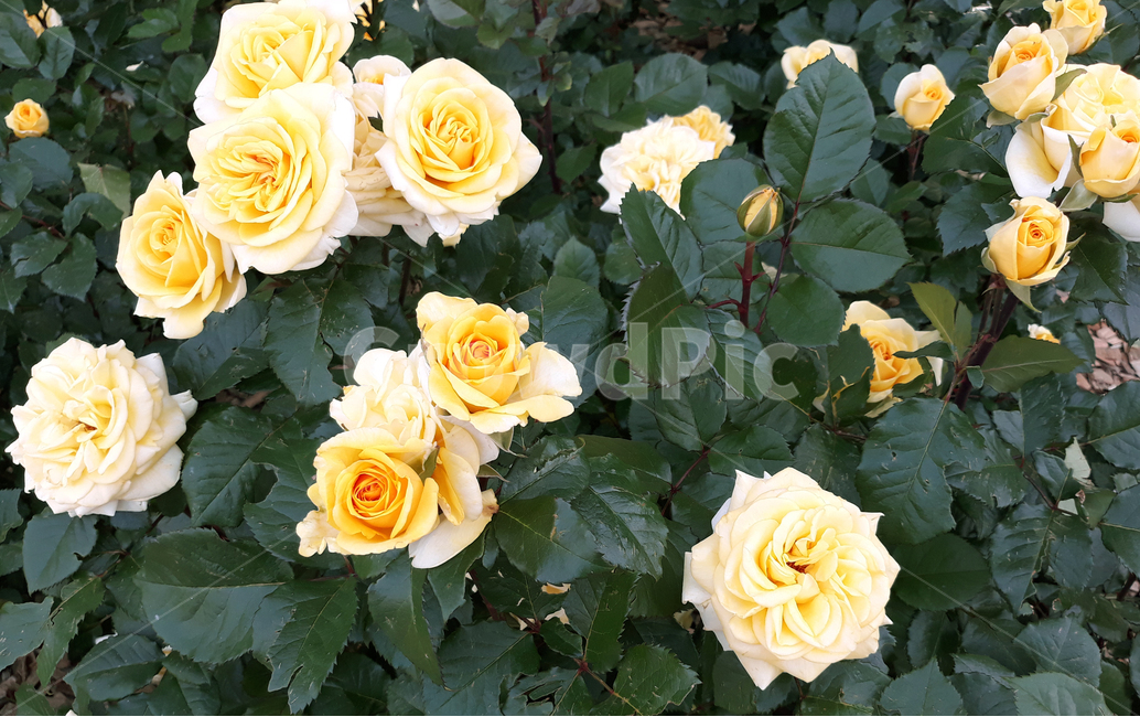 장미,노란장미,노란색장미,활짝핀장미,장미들,rose,꽃,식물,자연,plants,nature,꽃,flower