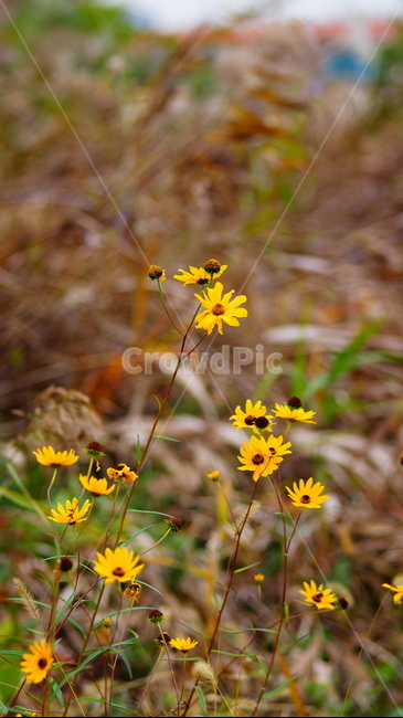 노란꽃,들꽃,풀잎,꽃,자연,식물,식물,자연,plants,nature,꽃,flower