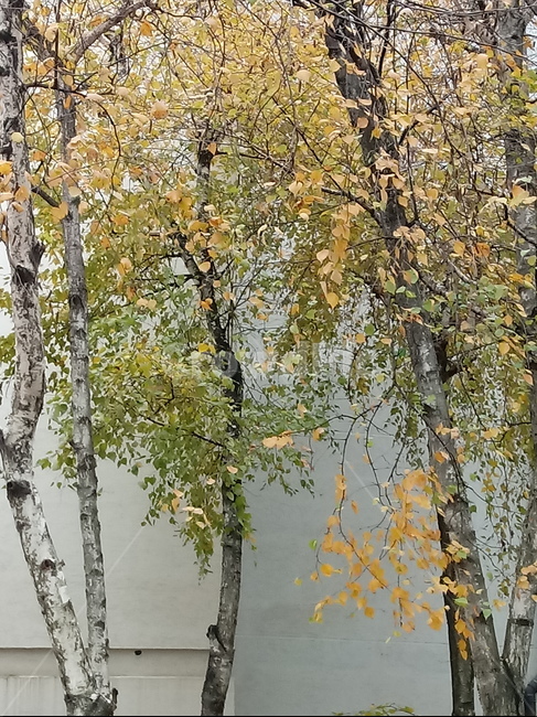 단풍,단풍잎,가을,leaf,잎,plant,식물,tree,나무,계절,fallautumnseason,outdoors,옥외,자연풍경,naturelandscape,자작나무