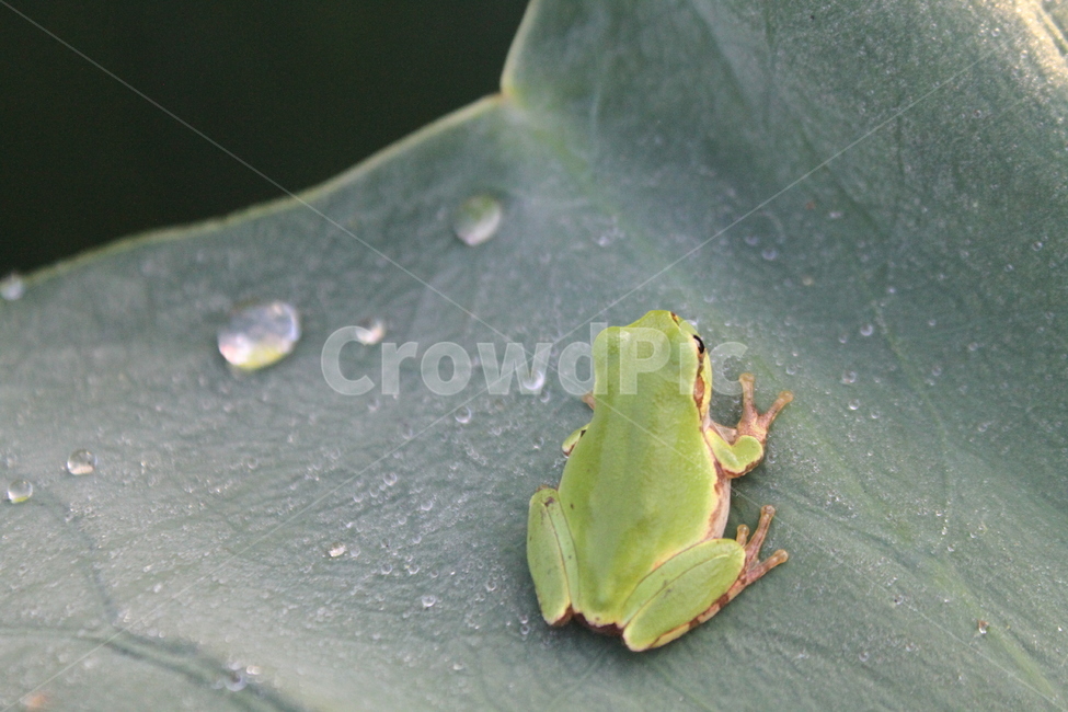청개구리,개구리,동물,greenfrog,treefrog,동물,animal