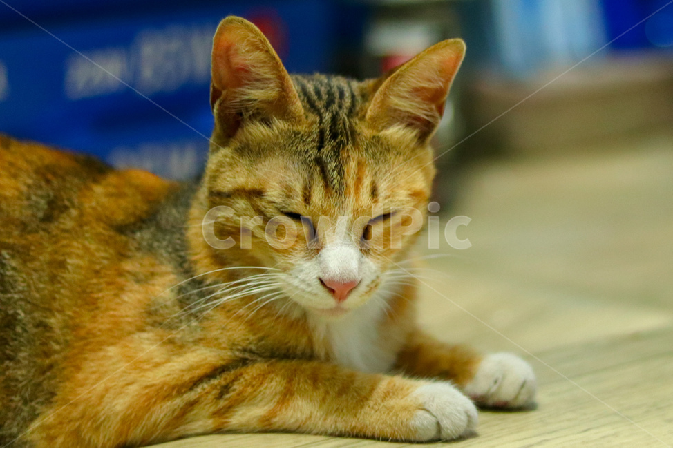 고양이,냐옹이,야옹이,cat,길고양이,straycat,동물,animal