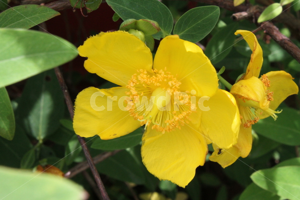 망종화,금사매,꽃,식물,노랑,Hypericumpatulum,식물,자연,plants,nature,꽃,flower