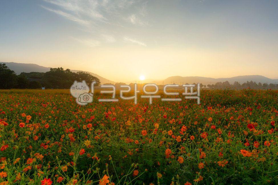 field,outdoors,Gyeongju city,nature,morning scenery,summer morning,yellow cosmos,Sunrise,Huanglong Temple Site