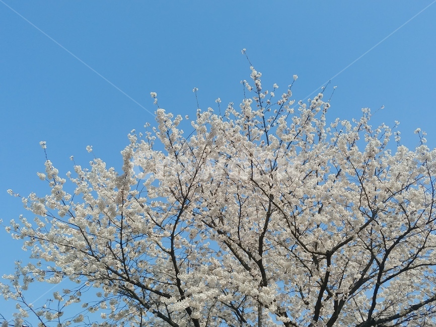 벚꽃,벚꽃사진,봄,하늘,파란하늘,벚꽃나무,봄,계절,spring,season,식물,자연,plants,nature,꽃,flower,plant