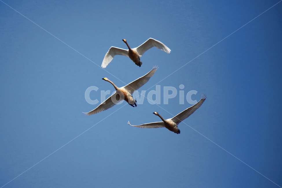 animal,동물,bird,새,고니,백조,철새,swan,큰고니