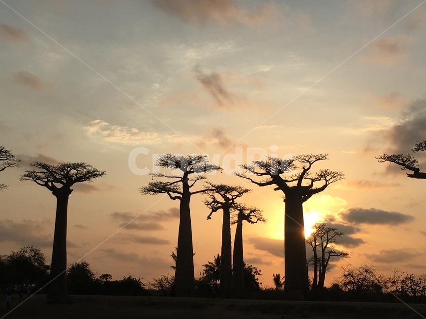 석양,바오밥나무,노을,아프리카,마다가스카르,가을,하늘,구름,자연,nature,tree,나무,plant,식물,색감,빛,여행지,바오밥,어린왕자,자연,풍경,nature,landscape,나무,trees,wood