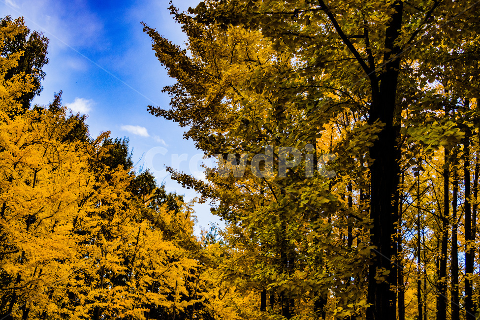 은행,은행나무,은행잎,은행숲,은행나무숲,가을,계절,fall,autumn,season,자연,풍경,nature,landscape,식물,plants,나무,trees,wood,tree,plant