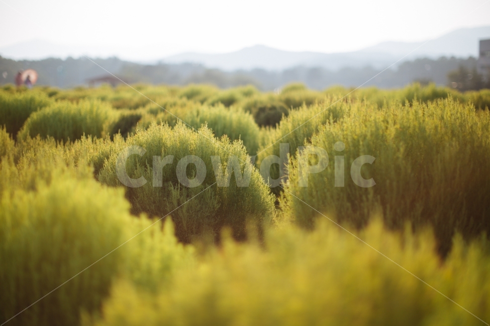 양주,나리공원,코키아,식물,나무,자연,풍경,nature,landscape,식물,plants,bush,부시,vegetation,초목,plant,tree