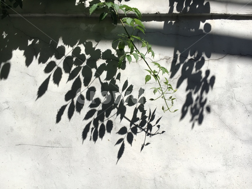 식물,초록,잎사귀,담벼락,그림자,식물,자연,plants,nature